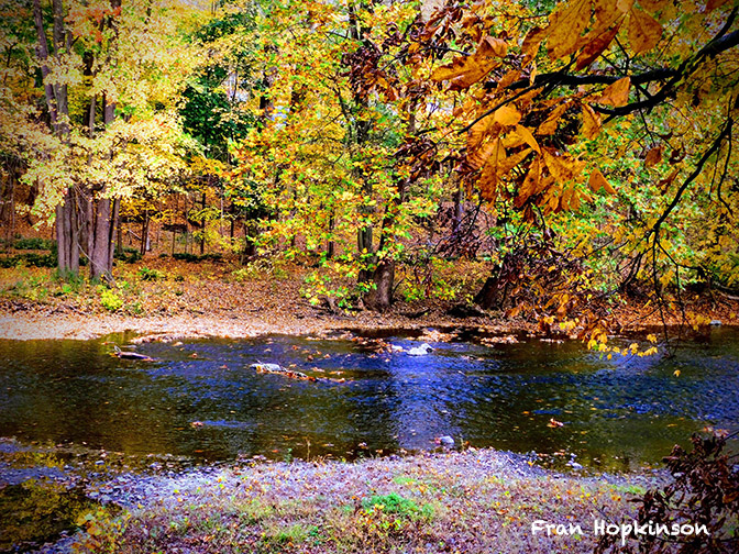 fall foliage framing forest stream