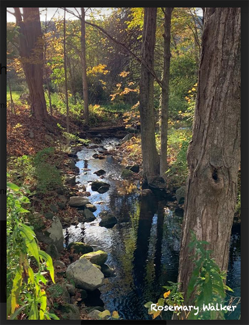 forest stream meandering through forest